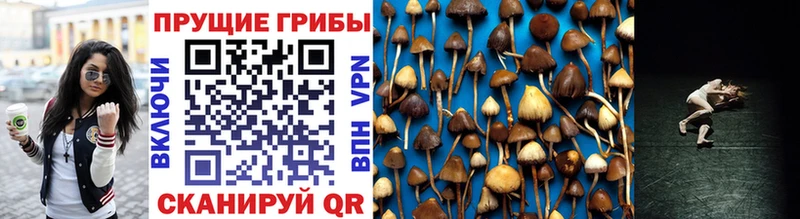 Галлюциногенные грибы Cubensis  Дудинка 